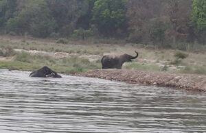 भीषण गर्मी में गजराजों की मस्ती, राजाजी के प्रयास हुए कारगर, बड़े वाटरहोल्स रोक रहे मानव वन्यजीव संघर्ष