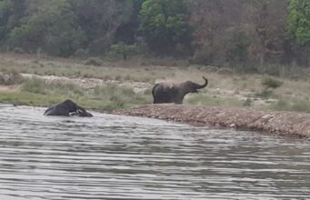भीषण गर्मी में गजराजों की मस्ती, राजाजी के प्रयास हुए कारगर, बड़े वाटरहोल्स रोक रहे मानव वन्यजीव संघर्ष