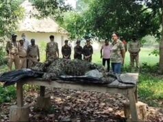 नहर के बीच स्थित पेड़ की शाखा पर मिला गुलदार का शव, वन महकमा जांच में जुटा