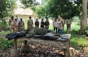 नहर के बीच स्थित पेड़ की शाखा पर मिला गुलदार का शव, वन महकमा जांच में जुटा