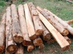 बेख़ौफ़ वन तस्करों ने झोंका फायर, एक वन कर्मी घायल, प्रदेश के जंगल नही है सुरक्षित