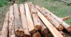 बेख़ौफ़ वन तस्करों ने झोंका फायर, एक वन कर्मी घायल, प्रदेश के जंगल नही है सुरक्षित