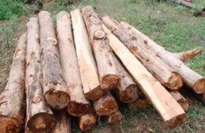 बेख़ौफ़ वन तस्करों ने झोंका फायर, एक वन कर्मी घायल, प्रदेश के जंगल नही है सुरक्षित