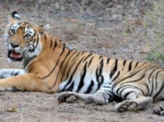 राजाजी में एक और बाघिन ने दिया शावक को जन्म, टाइगर ट्रांसलोकेसन हुआ सफल