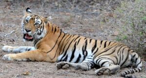 राजाजी में एक और बाघिन ने दिया शावक को जन्म, टाइगर ट्रांसलोकेसन हुआ सफल