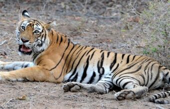 राजाजी में एक और बाघिन ने दिया शावक को जन्म, टाइगर ट्रांसलोकेसन हुआ सफल