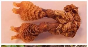 प्रतिबंधित मॉनिटर लीजर्ड के अंगों के साथ एक वन्यजीव तस्कर गिरफ्तार, अन्य तस्करो की तलाश जारी