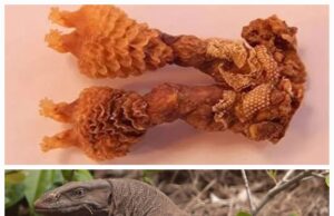 प्रतिबंधित मॉनिटर लीजर्ड के अंगों के साथ एक वन्यजीव तस्कर गिरफ्तार, अन्य तस्करो की तलाश जारी