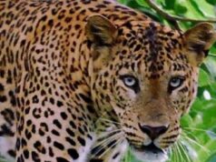 गुलदार की दस्तक से खौफ मे ग्रामीण, मौके पर पंहुची टीम पर किया हमला, एक वन कर्मी घायल