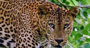 गुलदार की दस्तक से खौफ मे ग्रामीण, मौके पर पंहुची टीम पर किया हमला, एक वन कर्मी घायल