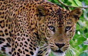 गुलदार की दस्तक से खौफ मे ग्रामीण, मौके पर पंहुची टीम पर किया हमला, एक वन कर्मी घायल