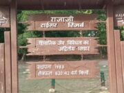 रेड अलर्ट के बीच राजाजी मे हो रहे बाघो के दीदार, पर्यटको मे ख़ुशी की लहर