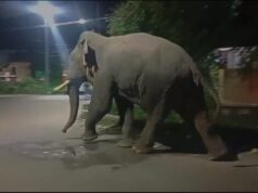 हरिद्वार मे जंगली हाथी का आतंक, एक बार फिर आवासीय कालोनी मे घुसा गजराजो का झुण्ड