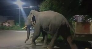 हरिद्वार मे जंगली हाथी का आतंक, एक बार फिर आवासीय कालोनी मे घुसा गजराजो का झुण्ड