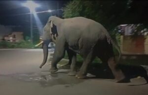 हरिद्वार मे जंगली हाथी का आतंक, एक बार फिर आवासीय कालोनी मे घुसा गजराजो का झुण्ड