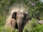 खदेड़ने की परिपाटी बनी एक महकमें की परंपरा, घायल हाथी की मॉनिटर्निंग का बहाना