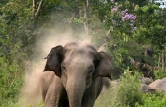 मंगोलपुरा मे गजराज का आतंक, हाथी से भिड़ंत मे किसान की मौत