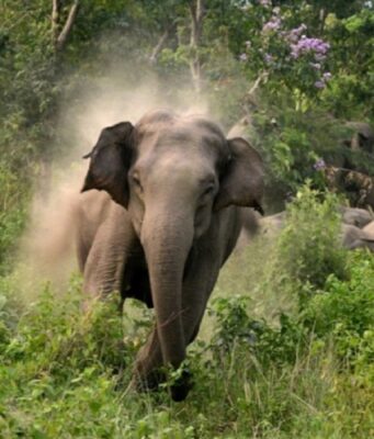 खदेड़ने की परिपाटी बनी एक महकमें की परंपरा, घायल हाथी की मॉनिटर्निंग का बहाना