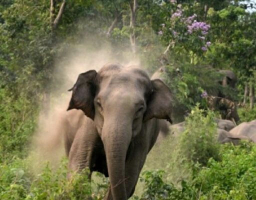 खदेड़ने की परिपाटी बनी एक महकमें की परंपरा, घायल हाथी की मॉनिटर्निंग का बहाना