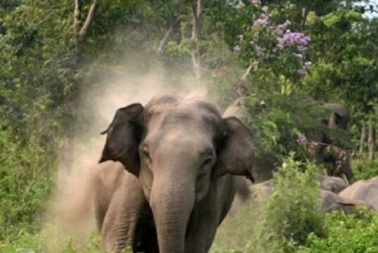 हरिद्वार वन प्रभाग में घायल मखने हाथी की मौत, महकमे में हड़कंप