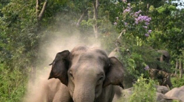 खदेड़ने की परिपाटी बनी एक महकमें की परंपरा, घायल हाथी की मॉनिटर्निंग का बहाना