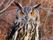 उल्लुओ के शिकार पर वन महकमें का पहरा, जंगलो में घुसे तो होंगी कठोर कार्यवाही