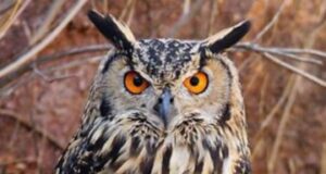 उल्लुओ के शिकार पर वन महकमें का पहरा, जंगलो में घुसे तो होंगी कठोर कार्यवाही