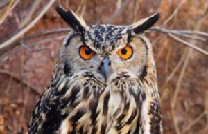 उल्लुओ के शिकार पर वन महकमें का पहरा, जंगलो में घुसे तो होंगी कठोर कार्यवाही