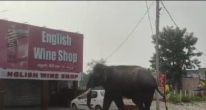 हरिद्वार मे गजराजो की आमद जारी, सुबह सुबह शराब के ठेके के निरीक्षण को पंहुचे भीमकाय गजराज, विडिओ हुआ वायरल