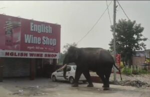 हरिद्वार मे गजराजो की आमद जारी, सुबह सुबह शराब के ठेके के निरीक्षण को पंहुचे भीमकाय गजराज, विडिओ हुआ वायरल