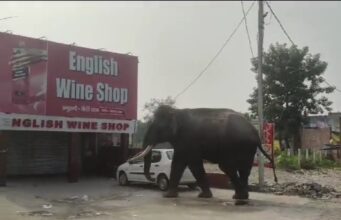 हरिद्वार मे गजराजो की आमद जारी, सुबह सुबह शराब के ठेके के निरीक्षण को पंहुचे भीमकाय गजराज, विडिओ हुआ वायरल