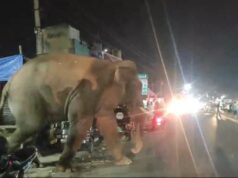 गजराजो के सामने रीलबाज, सेल्फिबाज व शराबी बन रहे आफत, वन महकमे ने कार्यवाही हेतु उपजिलाधिकारी को लिखा पत्र