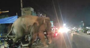 गजराजो के सामने रीलबाज, सेल्फिबाज व शराबी बन रहे आफत, वन महकमे ने कार्यवाही हेतु उपजिलाधिकारी को लिखा पत्र