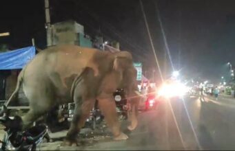 गजराजो के सामने रीलबाज, सेल्फिबाज व शराबी बन रहे आफत, वन महकमे ने कार्यवाही हेतु उपजिलाधिकारी को लिखा पत्र