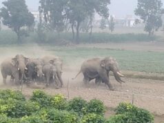 गजराजो के झुण्ड ने मचाया हड़कंप, आखिर करे तो क्या करे वन महकमा