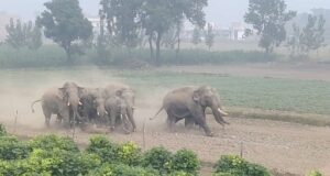 गजराजो के झुण्ड ने मचाया हड़कंप, आखिर करे तो क्या करे वन महकमा