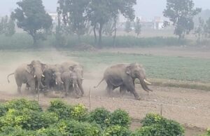 गजराजो के झुण्ड ने मचाया हड़कंप, आखिर करे तो क्या करे वन महकमा