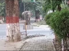 विशाल टस्कर बन रहे आफत, कई टीमें तैनात, नतीजा ज़ीरो हाथी रोधी दीवार का प्रस्ताव तैयार, परमानेंट रोकथाम की कवायद शुरू