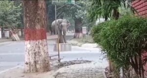 विशाल टस्कर बन रहे आफत, कई टीमें तैनात, नतीजा ज़ीरो हाथी रोधी दीवार का प्रस्ताव तैयार, परमानेंट रोकथाम की कवायद शुरू