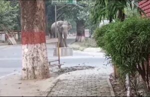 विशाल टस्कर बन रहे आफत, कई टीमें तैनात, नतीजा ज़ीरो हाथी रोधी दीवार का प्रस्ताव तैयार, परमानेंट रोकथाम की कवायद शुरू