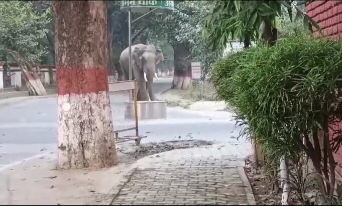 विशाल टस्कर बन रहे आफत, कई टीमें तैनात, नतीजा ज़ीरो हाथी रोधी दीवार का प्रस्ताव तैयार, परमानेंट रोकथाम की कवायद शुरू