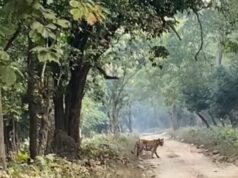 पर्यटको से गुलजार राजाजी, लगातार हो रहे बाघो के दीदार