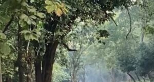 पर्यटको से गुलजार राजाजी, लगातार हो रहे बाघो के दीदार