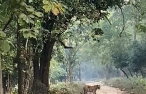 पर्यटको से गुलजार राजाजी, लगातार हो रहे बाघो के दीदार