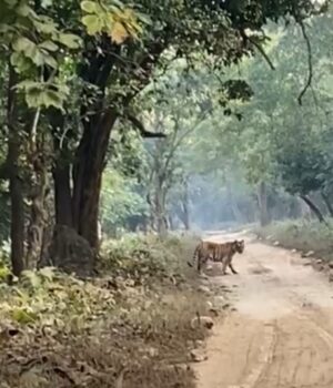 पर्यटको से गुलजार राजाजी, लगातार हो रहे बाघो के दीदार