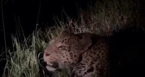 जखोली में गुलदार का खौफ वन महकमा जागरूकता अभियान के भरोसे