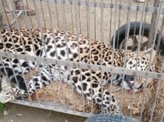 आतंकी गुलदार को पकड़ा , परीक्षण के लिए रेसक्यू सेंटर भेजा