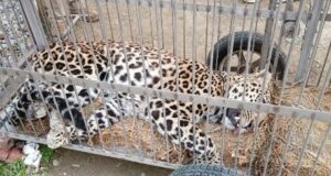 आतंकी गुलदार को पकड़ा , परीक्षण के लिए रेसक्यू सेंटर भेजा