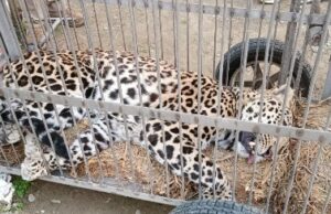 आतंकी गुलदार को पकड़ा , परीक्षण के लिए रेसक्यू सेंटर भेजा