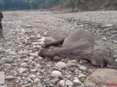 गस्त के दौरान मिला मादा हथिनी का शव, आपसी संघर्ष मे हुई मौत